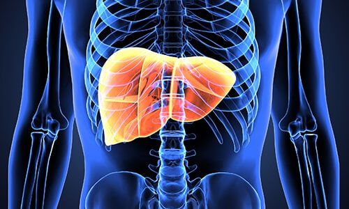 Liver